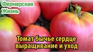 Томат бычье сердце выращивание, уход и сбор