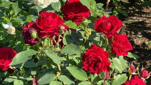 Как обрезать розы в августе, нужен ли полив??? Обильно цветущие розы и претенденты на вылет….