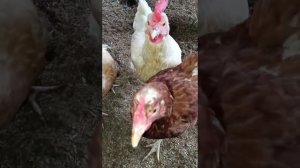 Уборка в выгуле у кур. Ждем бегунят. Снова дожди.