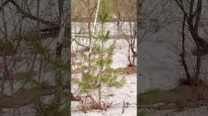 стрим на речке
