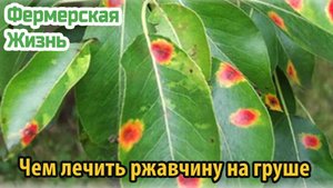 Чем лечить ржавчину на груше