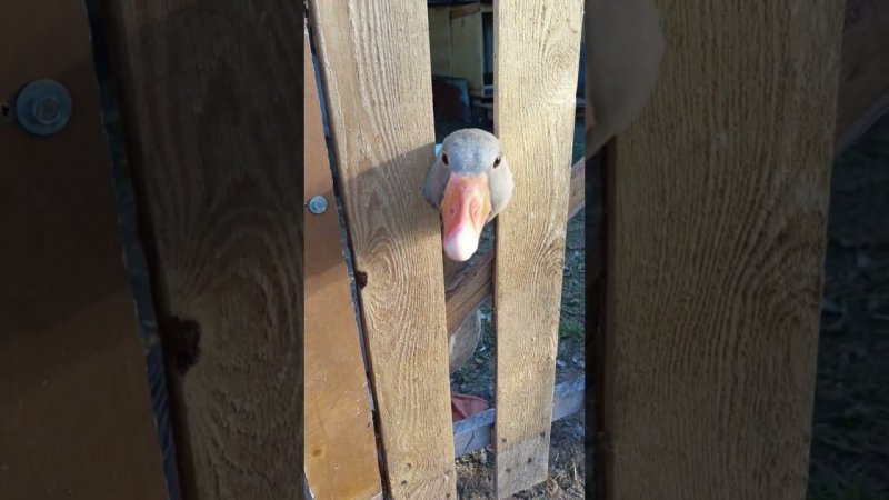 Серёжа за решёткой  #goose