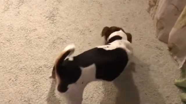 Джек Рассел и пищащая игрушка. Игрушки хватило на одну минуту. смотреть онлайн