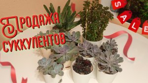 Суккуленты. Продажа излишков.