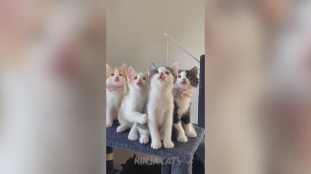 ПРИКОЛЫ С КОТАМИ! - Самые смешные животные! СМЕШНЫЕ КОТЫ! Приколы