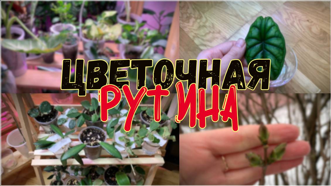 Хойи на черенки, алоказия — в керамзит 🌱