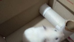 ЛАБИРИНТ для хомяка своими руками из коробок