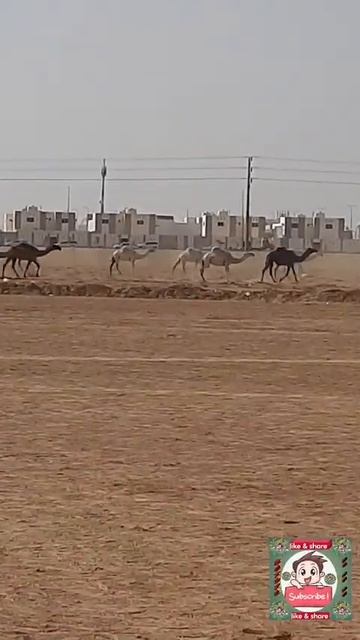#camels #running video by #nature 92 смотреть онлайн
