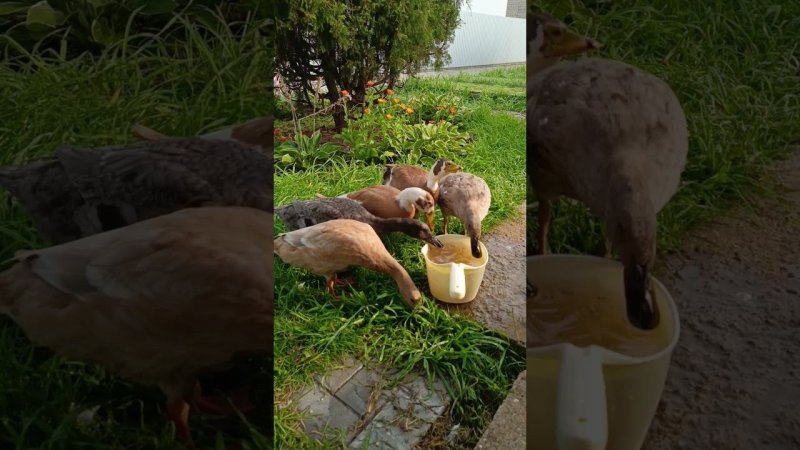 Доброе утро) #duck