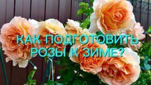 Когда начинать подготовку роз к зиме? Надо ли убирать листья и обрезать стебли роз?