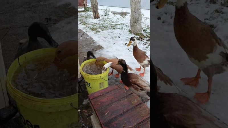 Индийский бегунок на водопое) #duck #индийскийбегунок