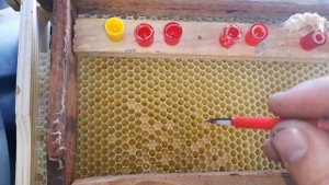 Робимо прививку личинок китайським шпателем. Виведення маток для повної заміни. Бджільництво 2022.