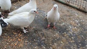 #pegions Обзор молодых голубят 6 апреля 2025 г.