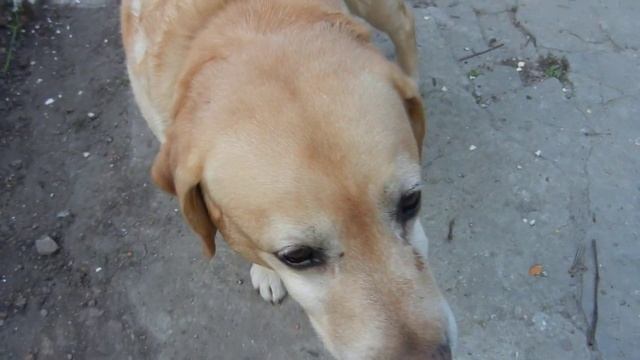 ШАШЛЫКИ В БУДНИ! Ростов, май 2023г. "Пятёрочка выручает!")) смотреть онлайн