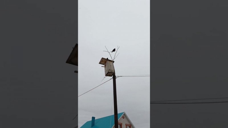 Скворцы)