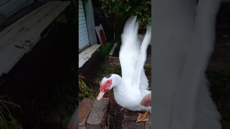 Индоутак - орёл  #duck
