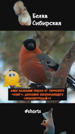 Почему гаичку, зеленушку, дубоноса и снегиря так называют