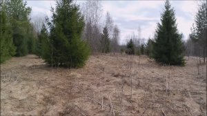 Разведка в Пошехонском районе 2026. 4 апреля.