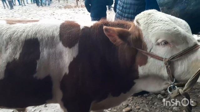 СУРХАНДАРЁ ДЕНОВ МОЛ БОЗОРИ 18.02.24йил #таджик #видео смотреть онлайн