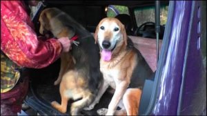 Дедушка тренирует. РГ ч.п/ч. Сигнал(Плакуня) и Лайма 10 мес. вл. Шатров В.А.#охота#топ#hunting