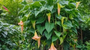 Выращивание датуры - Сад-огород