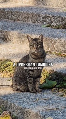 Я смотрю в окошко😄(песня)