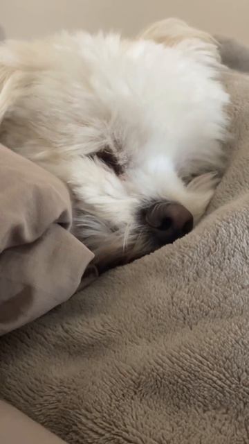 Jacky Maltipoo puppy in a deep sleep. ￼ смотреть онлайн