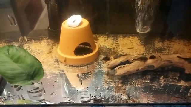 Aufzucht, die Antennenwelse mit 100 Schnecken. V 41. смотреть онлайн