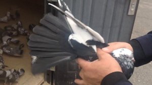 Торцовые Николаевские голуби