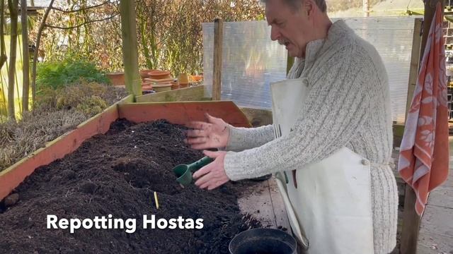 Repotting Hostas From Rewela Hostas смотреть онлайн