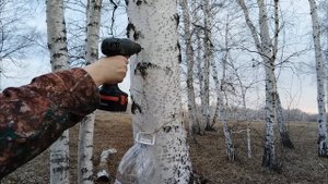 Сбор берёзового сока в марте 2025г #берёзовыйсок #природа #заготовкасока