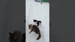 Свежая подстилка с бактериями у птички. Предновогодняя красота на улице❄️