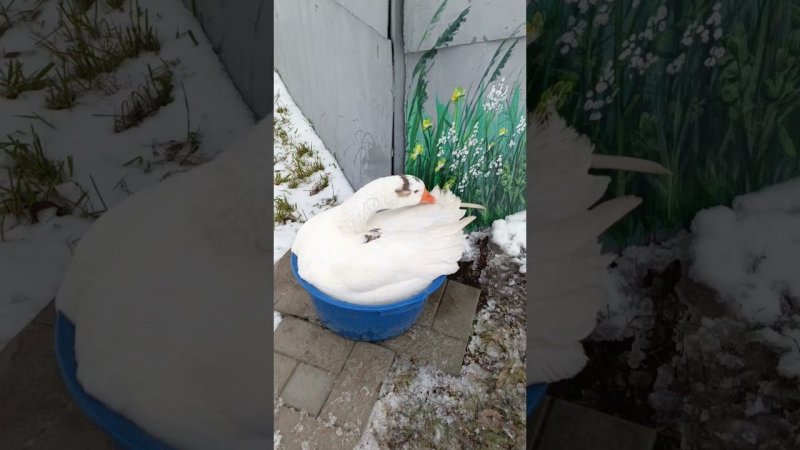 Белая принимает ванну #goose