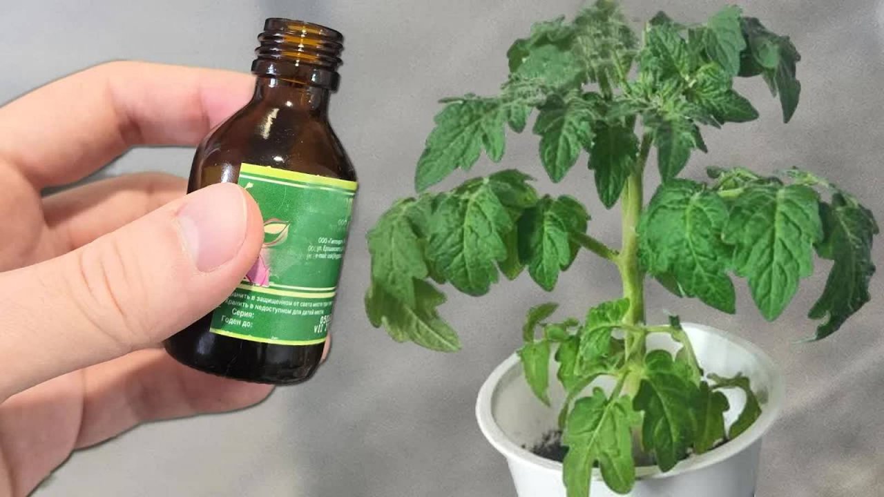 1 КАПЛЯ ПОД ЛЮБУЮ РАССАДУ! РАССАДА ТОЛСТАЯ, НИЗЕНЬКАЯ И КОРЕНАСТАЯ, ПОВЫШАЕТ УРОЖАЙ В 10 РАЗ