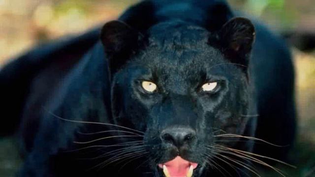 Pink Floyd.- One of these days I am going to cut you into little pieces.wmv смотреть онлайн