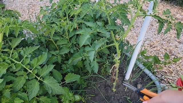 Overgrown Raised Bed - How to Prune Tomato Plants