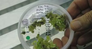 ... ГМО Продукты - что мы знаем о них....