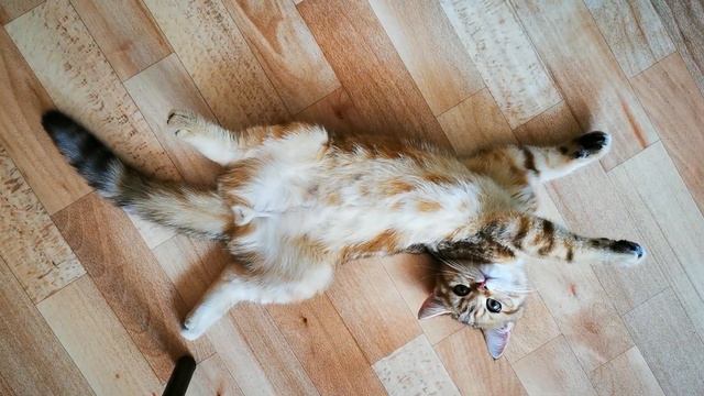 Забавные позы кота Персика. Котенок Британской шиншиллы.