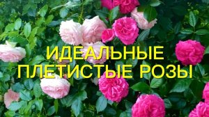 Розы. Топ- 5 лучших плетистых роз моего сада. Идеальные сорта!!!