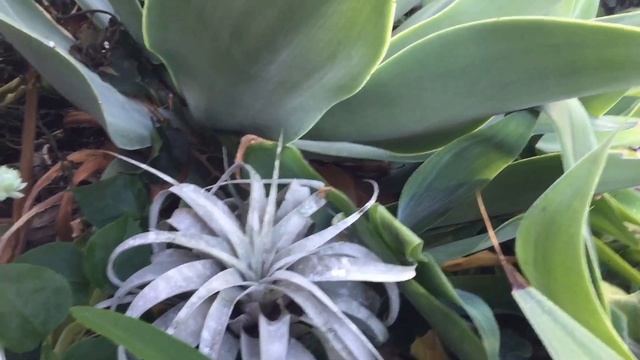 틸란드시아 세로그라피카, 세로그라피카 물주기, 세로그라피카 키우기, 셋방살이 설움...ㅠㅠ Tillandsia xerographica смотреть онлайн