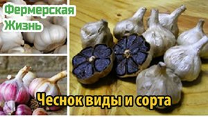 Чеснок виды и сорта