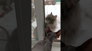 Весна опять? У птички любовь Яйцо от бегунков! Куры, утки, гуси)