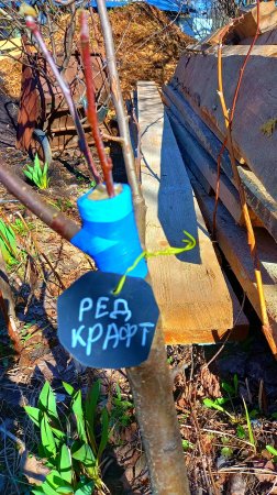 ПРИВИВКА ЯБЛОНИ. СОРТ РЕД КРАФТ