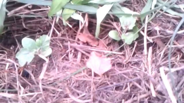 клубника в теплице уже спеет.23.05.18г.томат цветет смотреть онлайн