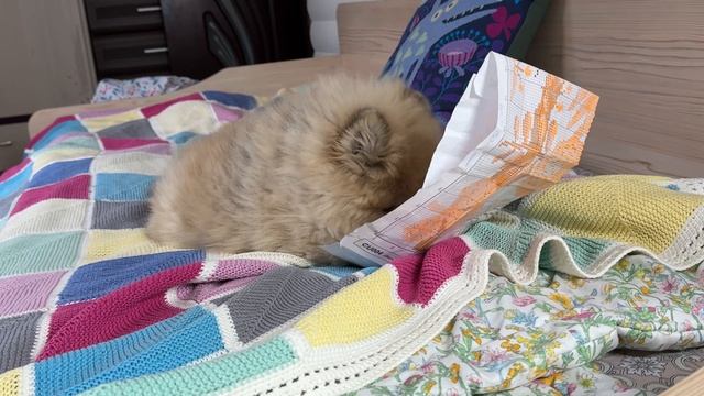 Работает шпиц Роффи.