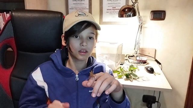 Extatosoma tiaratum смотреть онлайн