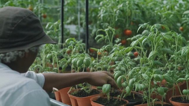 Выращивание помидоров без рассады - Огородник смотреть онлайн