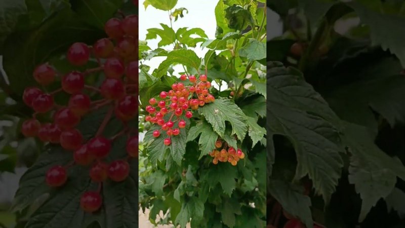 Будет калинка) #nature #дача