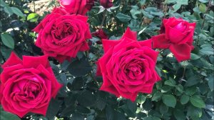 Розы - как олицетворение любви : Frederic Mistral, Alexandra Renaissance, Grand Amore.