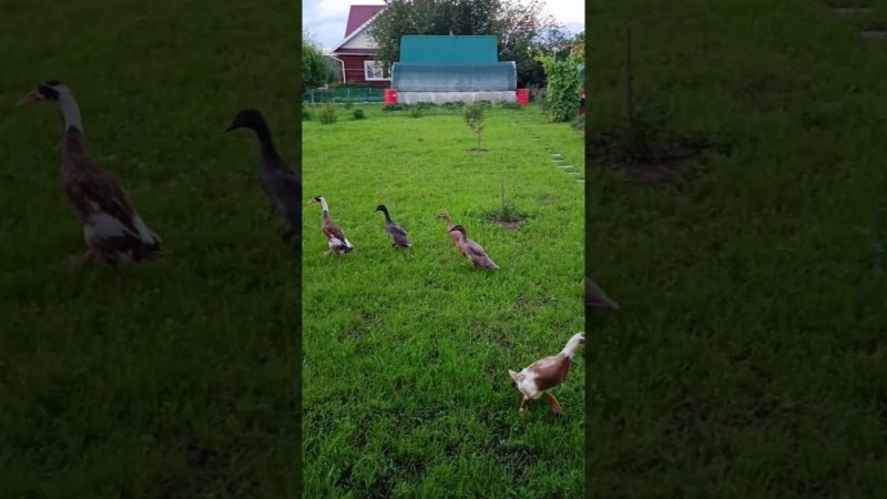Индийский бегунок
